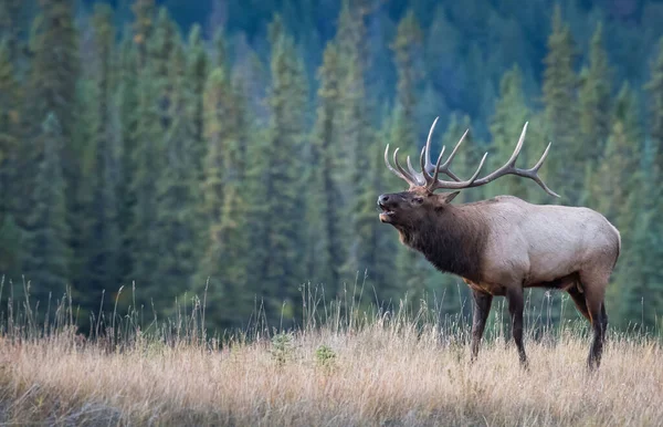 Bull Elk Wild — Stock Photo, Image