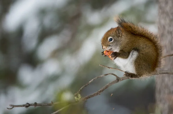 Écureuil Roux Dans Nature — Photo