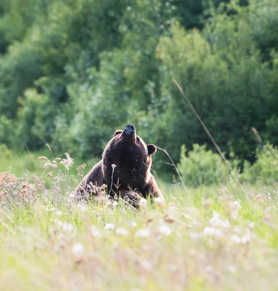 Medvěd Grizzly Divočině — Stock fotografie