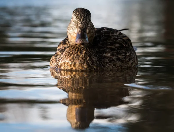 Stockente Freier Wildbahn — Stockfoto