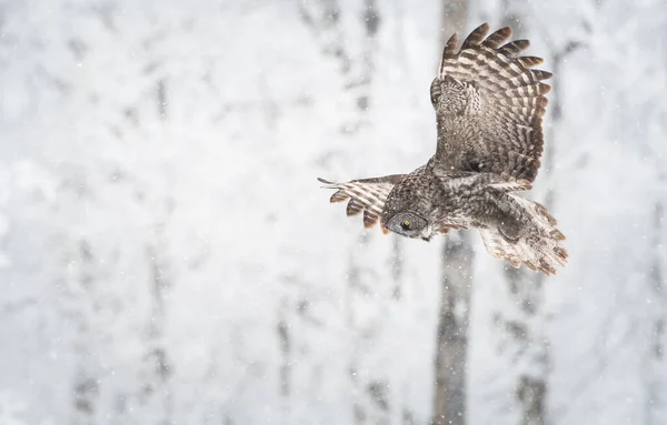 Grand Hibou Gris Dans Nature Sauvage Alberta Canada — Photo