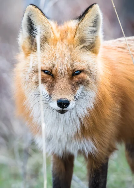 Renard Roux Dans Nature — Photo