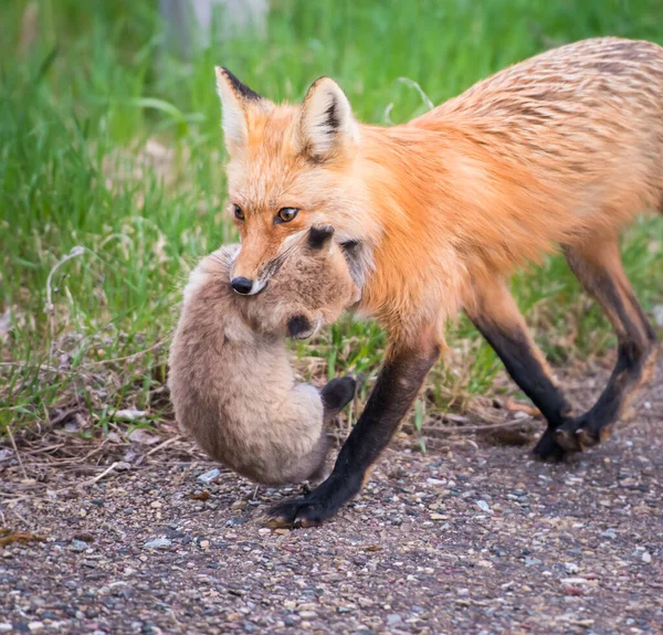 可爱的红狐狸一起在公园被捕获 — 图库照片