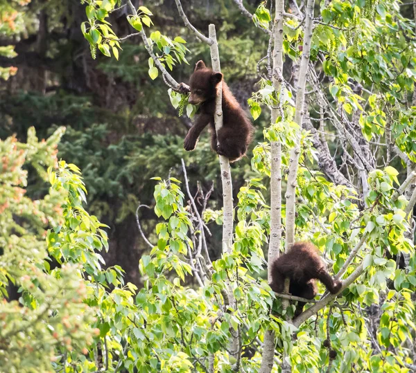 Urso Negro Natureza — Fotografia de Stock