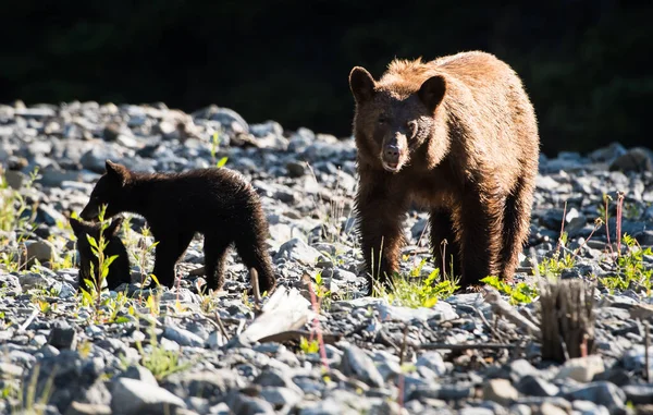 Black Bear Family Wild Stock Image