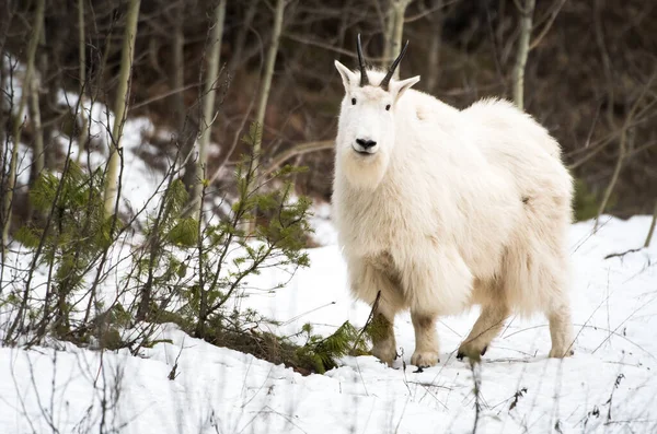 Mountain Goat Wild National Park Jasper Canada Royalty Free Stock Photos