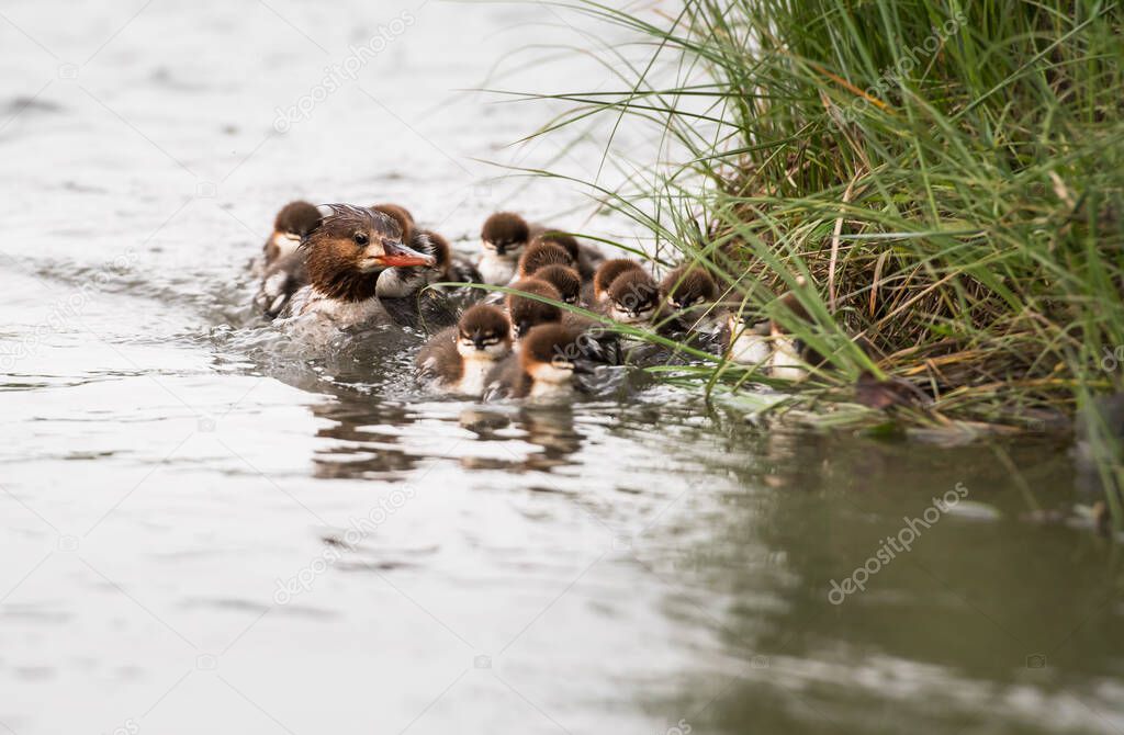 Merganser family in the wild