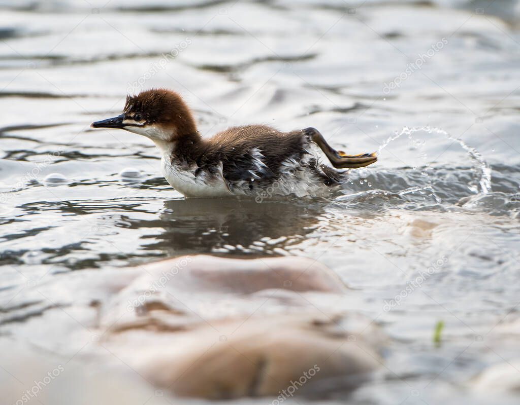 Merganser babies in the wild