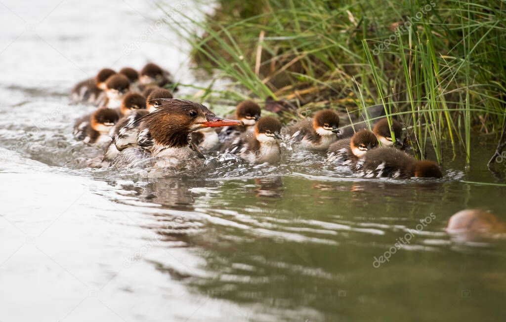 Merganser family in the wild