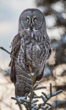 Büyük gri baykuş vahşi doğada, alberta, Kanada