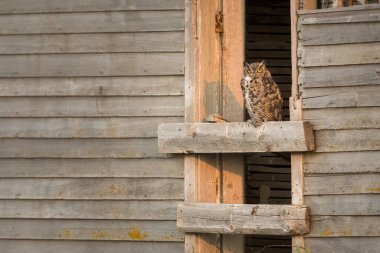 Vahşi doğada Büyük Boynuzlu Baykuş