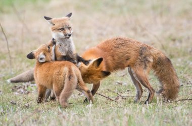 Doğada sevimli kızıl tilkiler bir arada.