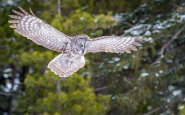 Büyük gri baykuş vahşi doğada, alberta, Kanada