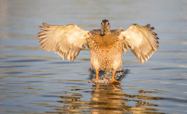 Yaban ördeği doğada