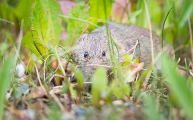 Vahşi doğada tarla faresi