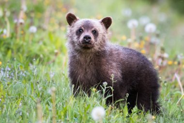 Vahşi doğada boz ayı