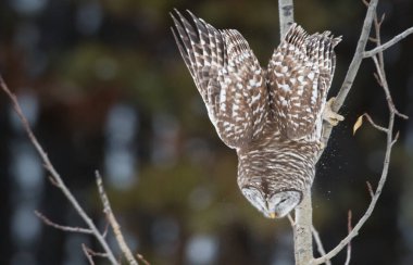 Vahşi doğada yasaklı baykuş