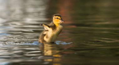 Yaban ördeği doğada