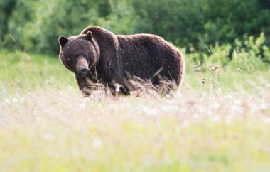 Vahşi doğada boz ayı