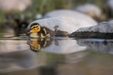 Vahşi doğada ördek yavrusu