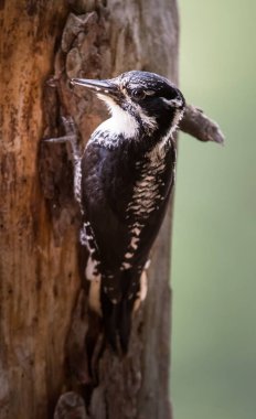 Üç parmaklı ağaçkakan vahşi doğada