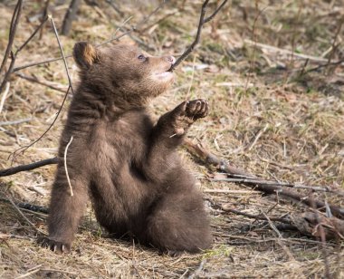 Vahşi doğada siyah ayı yavrusu