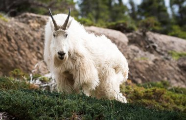 Dağ Keçisi vahşi, ulusal park, Jasper, Kanada