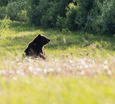 Vahşi doğada boz ayı