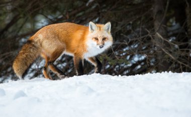 Kızıl tilki vahşi doğada