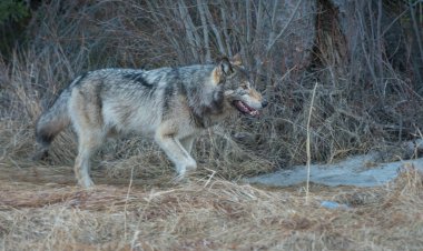 Vahşi doğadaki gri kurt.