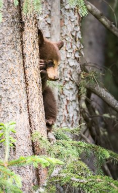 Kara ayı vahşi doğada
