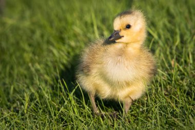 Kanada kaz ailesi vahşi doğada