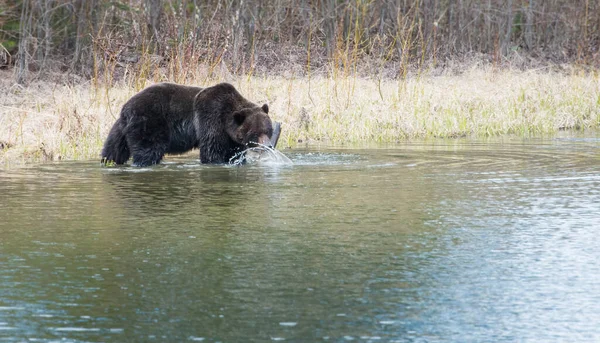 Kanadischer Grizzlybär Freier Wildbahn — Stockfoto