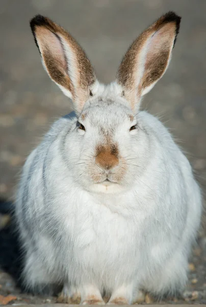 Kar Ayakkabılı Tavşan Vahşi Doğada — Stok fotoğraf