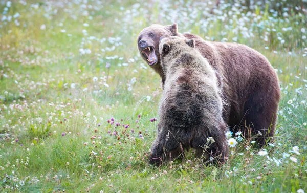 Grizzlyberen Het Wild — Stockfoto