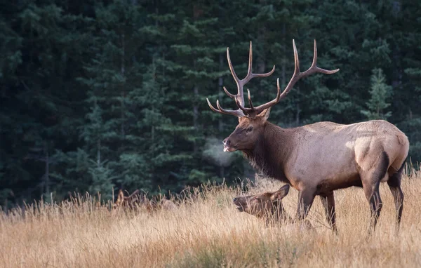 Wapiti Pendant Cabane — Photo