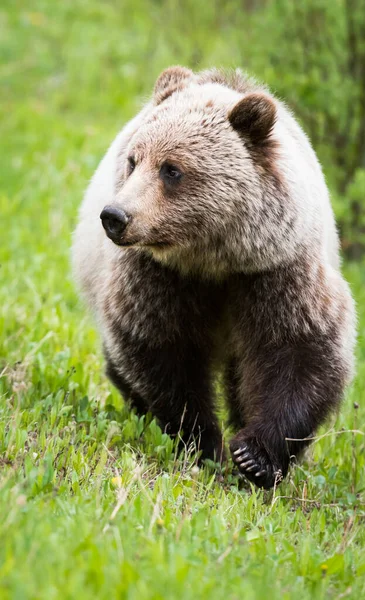 Niedźwiedź Grizzly Dziczy — Zdjęcie stockowe