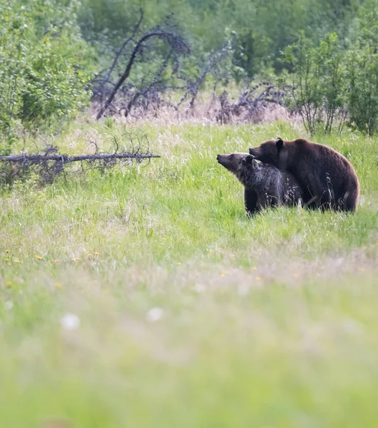 Grizzly Orsi Accoppiamento Natura — Foto Stock