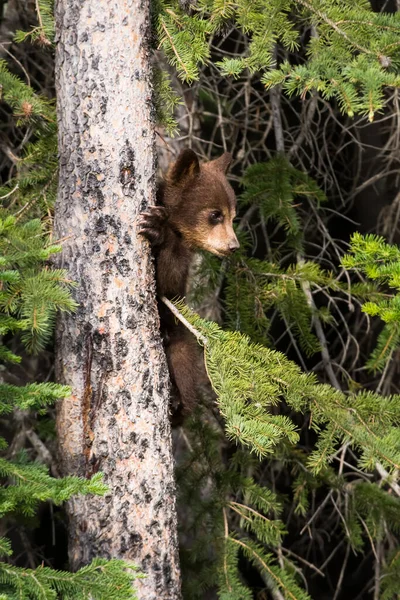 Orso Nero Natura — Foto Stock