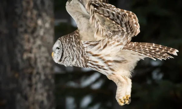 Barred Owl Nella Natura Selvaggia — Foto Stock