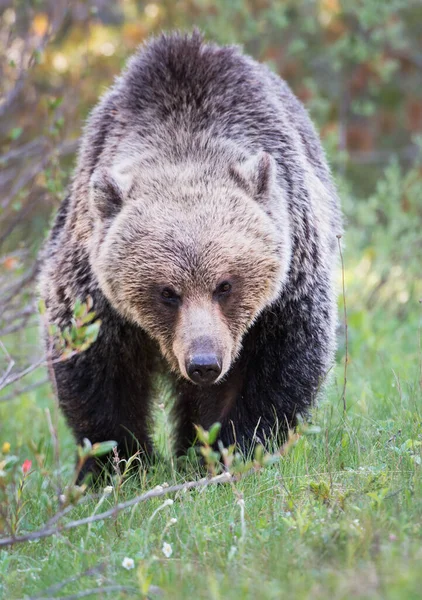 Medvěd Grizzly Divočině — Stock fotografie