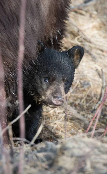 Чорний Ведмідь Дикій Природі — стокове фото