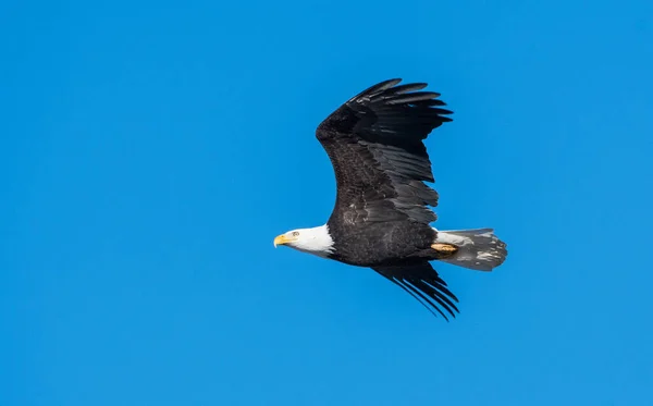 Skallig Örn Det Vilda — Stockfoto