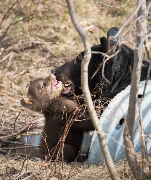 Fekete Medvék Vadonban — Stock Fotó