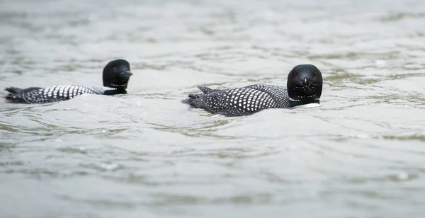 Plongeon Canadien Dans Nature — Photo