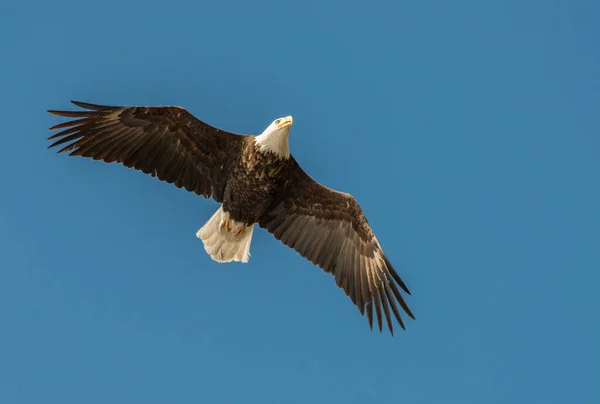 Skallig Örn Det Vilda — Stockfoto