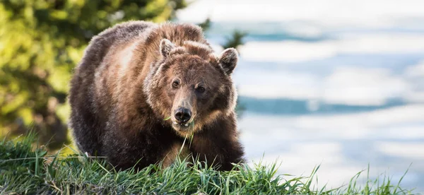 Medvěd Grizzly Divočině — Stock fotografie