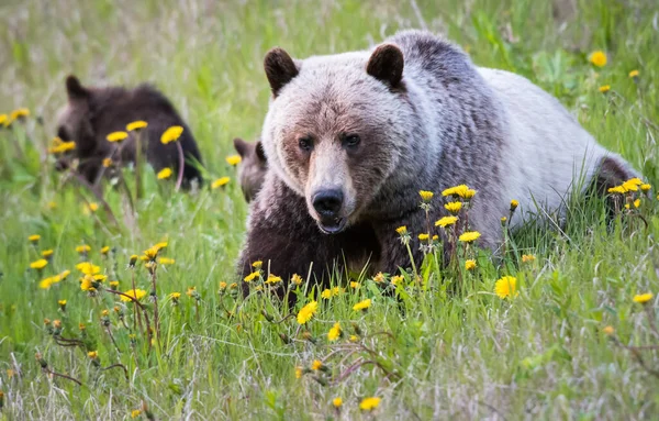 Oso Pardo Naturaleza — Foto de Stock