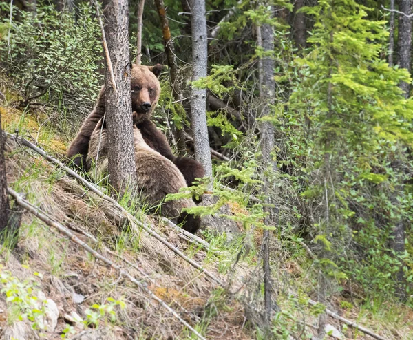 Medvěd Grizzly Divočině — Stock fotografie