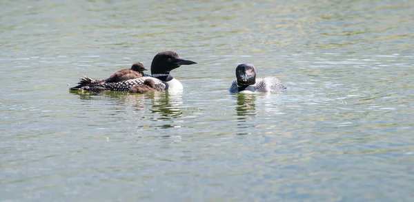 Plongeon Canadien Dans Nature — Photo